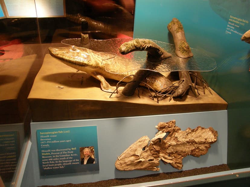 Tiktaalik | Rafael Medina | Flickr