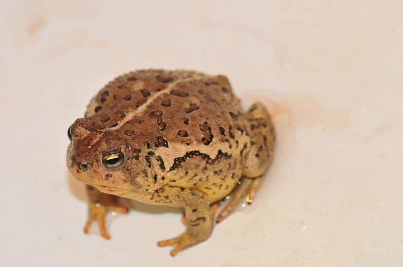 Animalia Chordata Vertebrata Amphibia Anura Bufonidae Bufo… | Flickr