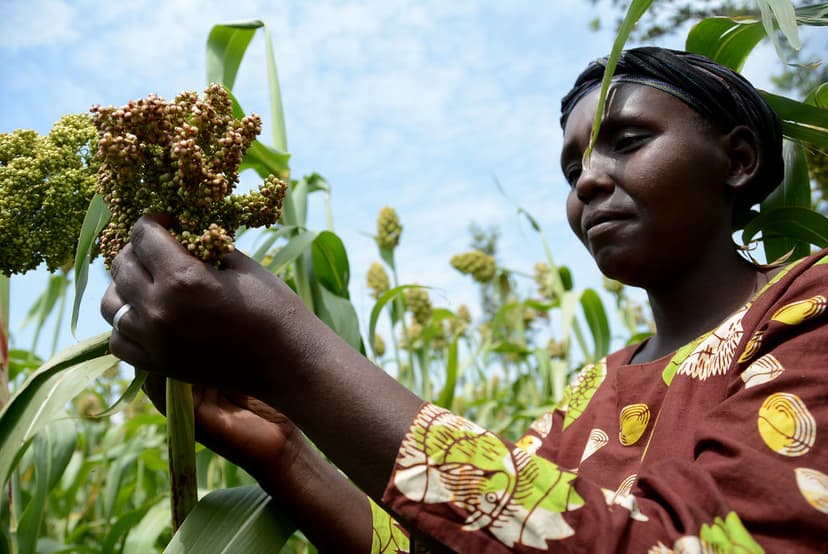 Harvesting season in Nyando climate-smart villages | Flickr