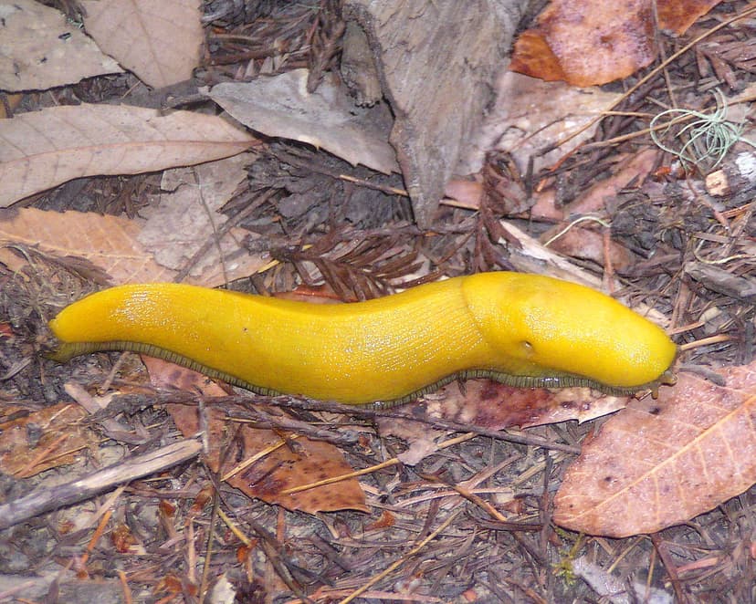 Banana Slug | View our most interesting according to flickr.… | Flickr