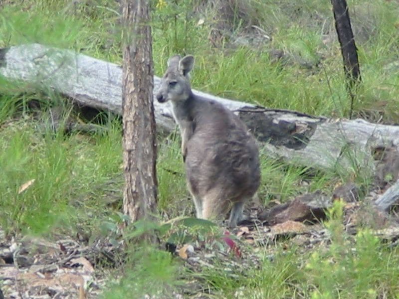 Wallaroo | A Common Wallaroo (Macropus robustus) | Peter Firminger ...