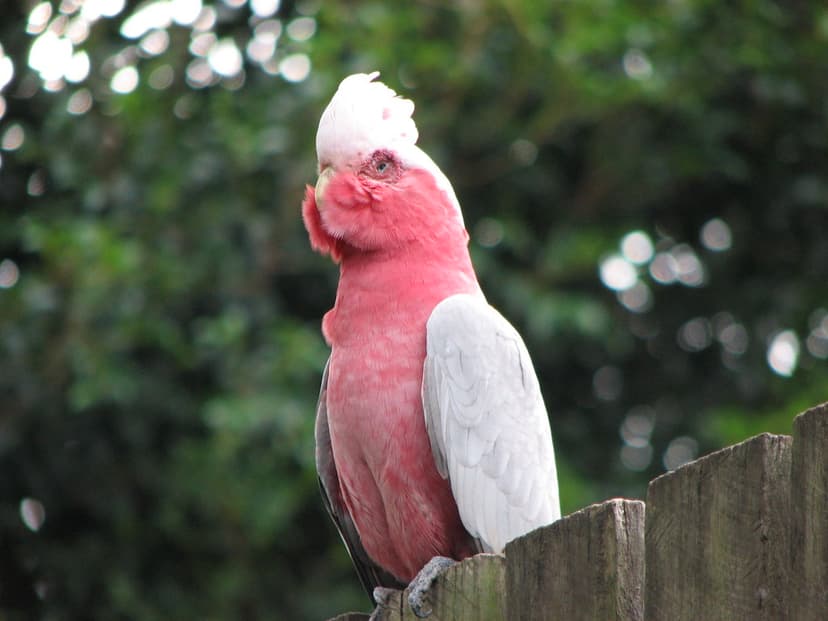 2009-05-26 A more mature Galah IMG_2640 | This old fellow (C… | Flickr