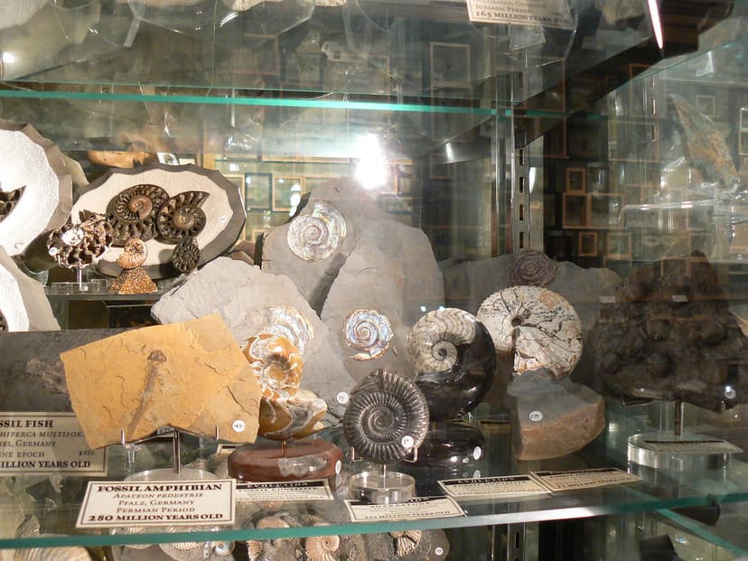 Fossil Amphibian, Amonnites | Apateon Pedestris Taken at the… | Flickr