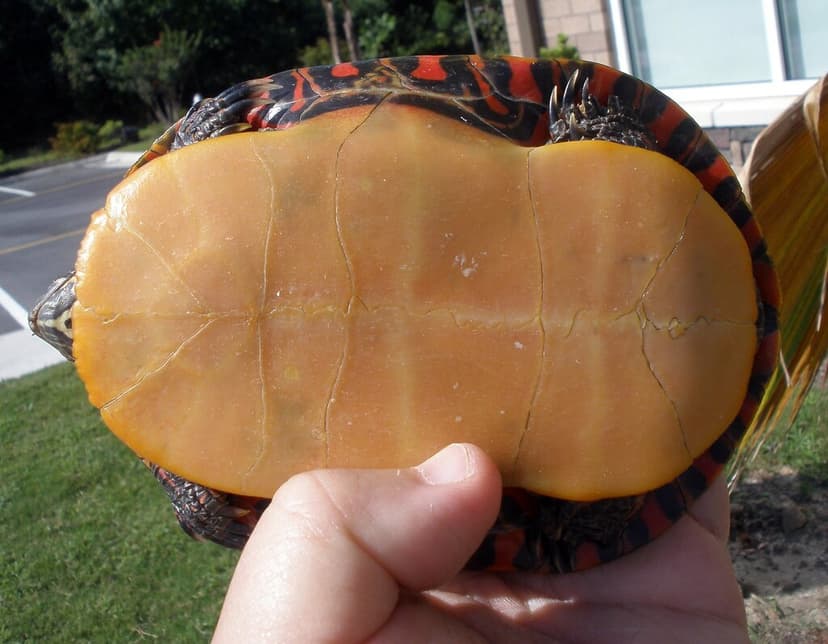 Yellow-Orange Plastron | The plastron, bottom section, of th… | Flickr