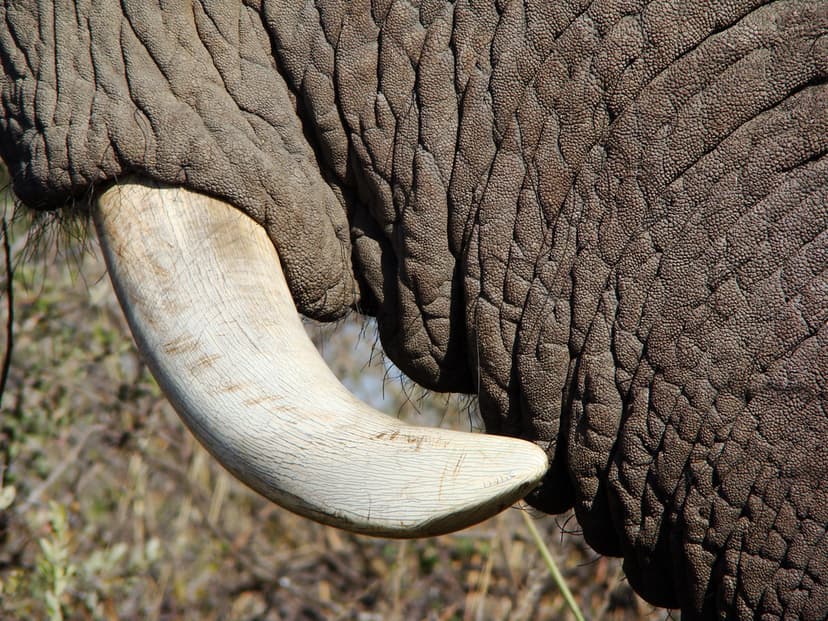 DSC08040 elephant tusk | Blogged here: godutchbaby.blogspot.… | Flickr