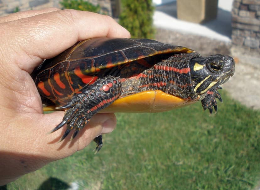 Painted Turtle | The edge of shell, the carapace-edge (margi… | Flickr