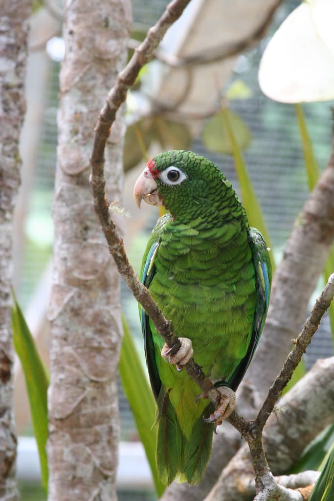 Puerto Rican Parrot /Cotorra Puertorriqueña, 2007 | Endanger… | Flickr