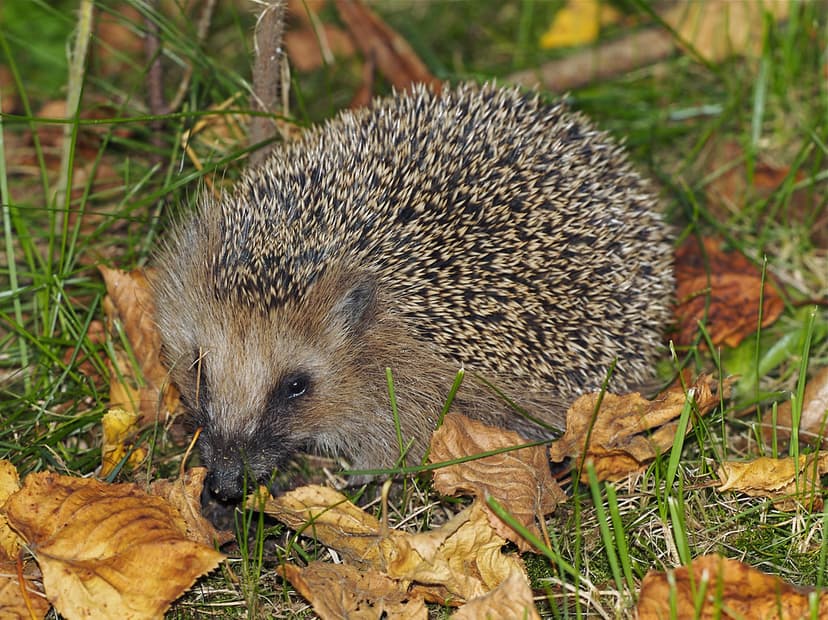 Erinaceus europaeus | The European hedgehog (Erinaceus europ… | Flickr