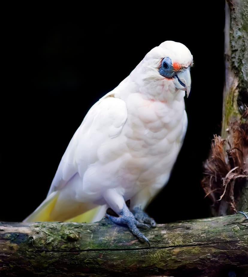 Slender Billed Corella | Now featured on Wikipedia - en.wiki… | Flickr