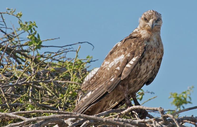 Galapagos Hawk | This Galapagos Hawk (Buteo galapagoensis) i… | Flickr