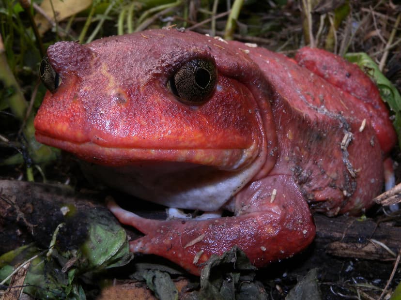 Tomato Frog (Dyscophus antongilii), Maroantsetra, Madagasc… | Flickr