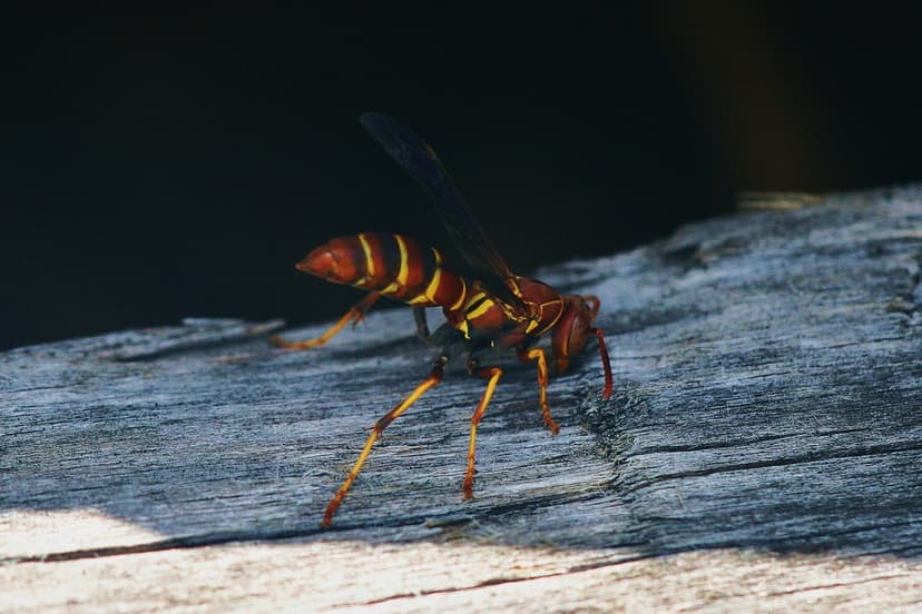 A Spider hunting (wasp) - KEEP AWAY | A wasp is a predatory,… | Flickr