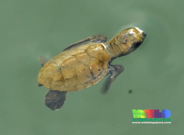 Baby sea turtle (Family Cheloniidae) in Kusu Island pool | Flickr