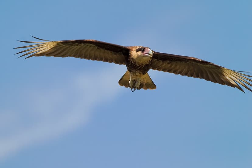 Crested Caracara in Flight | Crested Caracara (Caracara cher… | Flickr