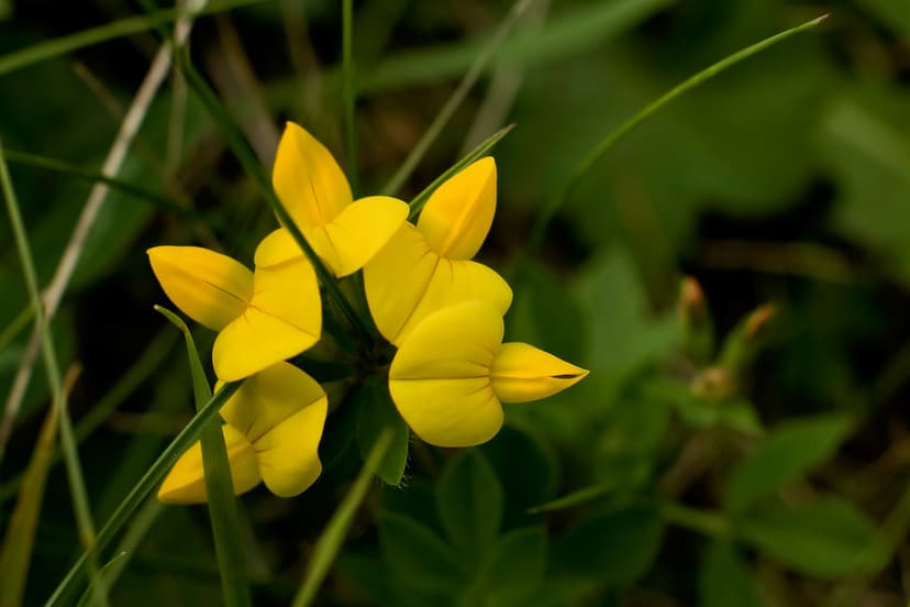 Five bird's-foot trefoil summer flowers | Several Lotus corn… | Flickr
