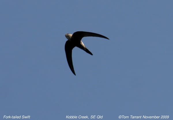 Fork-tailed Swift (Apus pacificus) | Photographed at Kobble … | Flickr
