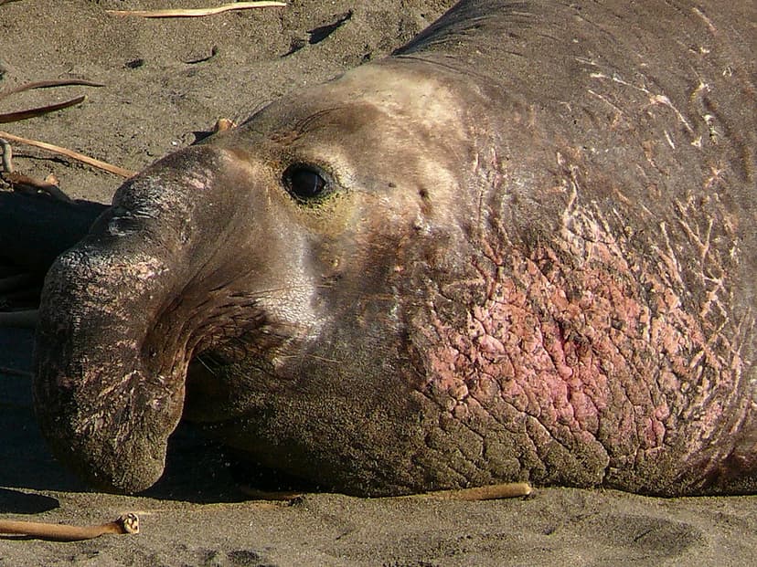 Elephant Seal Beach Master | With breeding season coming to … | Flickr