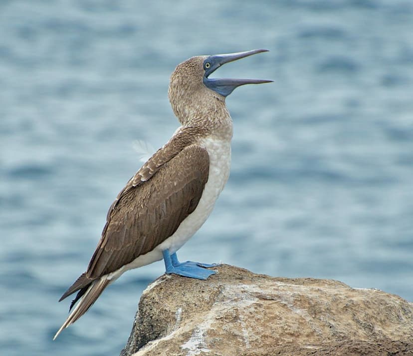 Blue-footed Booby, North Seymour Island, Galapagos | Flickr