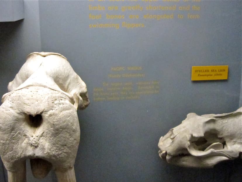 Pacific Walrus and Steller Sea Lion skulls | ellenm1 | Flickr