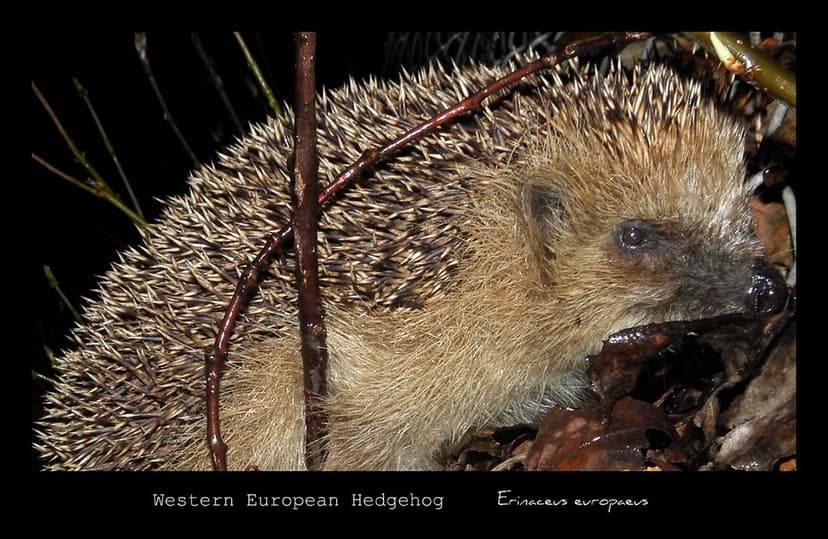 Western European Hedgehog (Erinaceus europaeus) | In Sweden … | Flickr