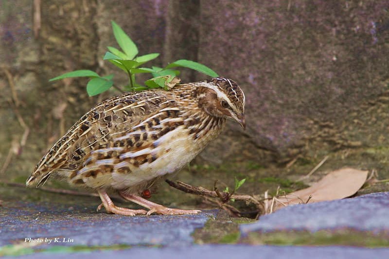 日本鵪鶉-冬候鳥| 學名: Coturnix japonica 英名: Japanese Quail 體長 ...