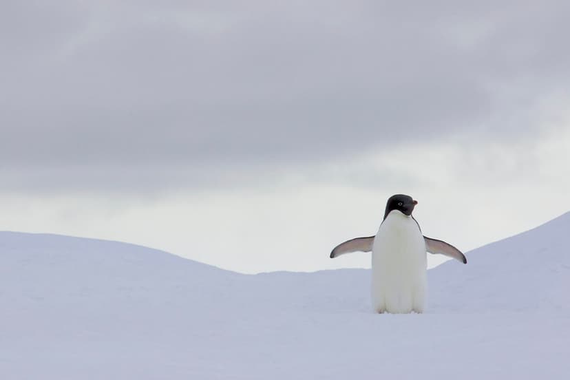 Adelie Penguin (Pygoscelis adeliae) On Ice Floe | Two charac… | Flickr