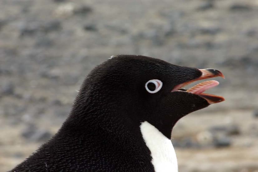 Adelie penguin | Adelie penguins have survived in Antarctica… | Flickr