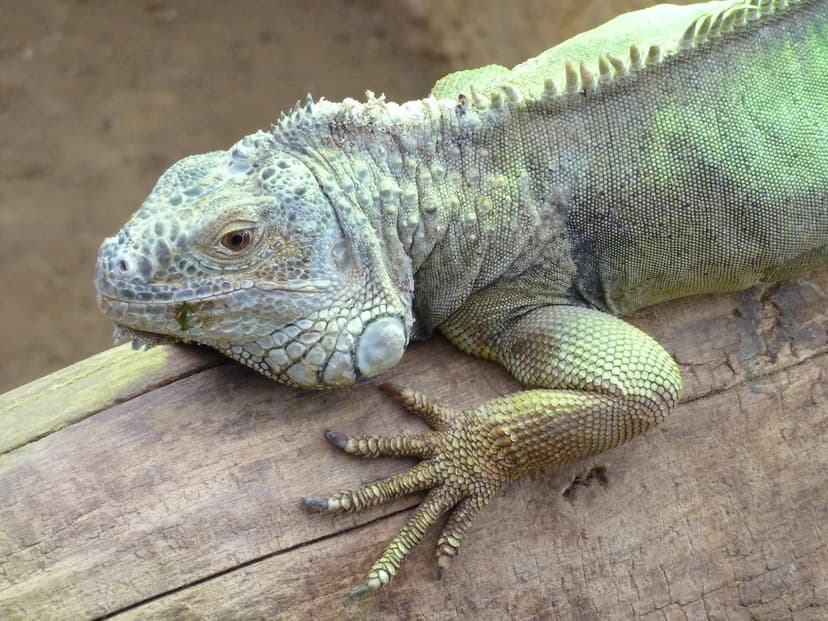 Green iguana, Antwerp Zoo | The Green iguana or common iguan… | Flickr