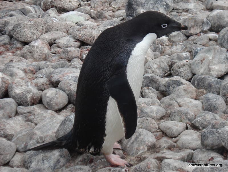 Adelie Penguin | Adelie Penguins are one of the Antarctic Pe… | Flickr