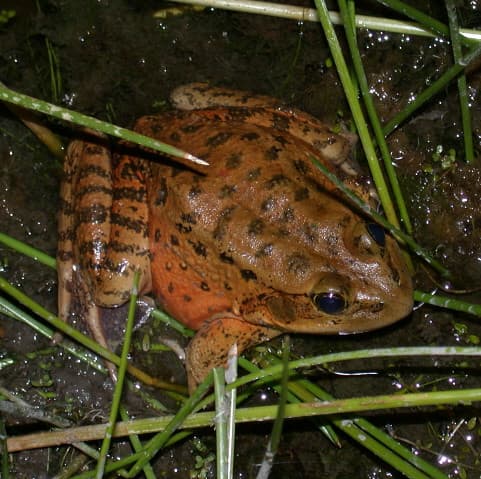 California red-legged frog (Threatened) | The California red… | Flickr