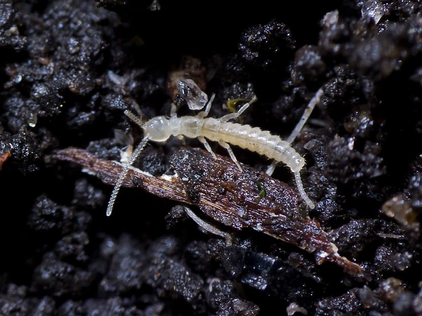 Diplura - Campodea tillyardii | Found this small dipluran un… | Flickr