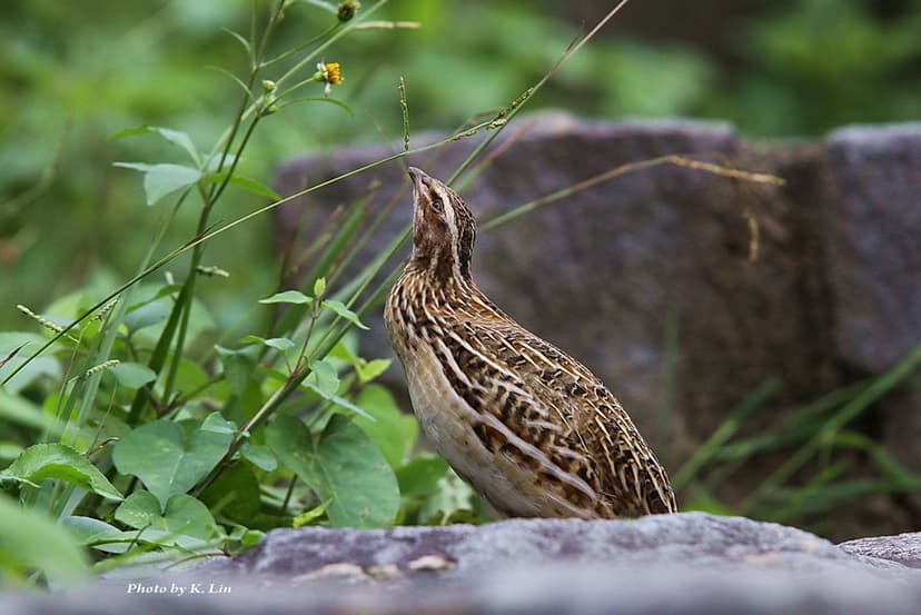 日本鵪鶉-冬候鳥| 學名: Coturnix japonica 英名: Japanese Quail 體長 ...