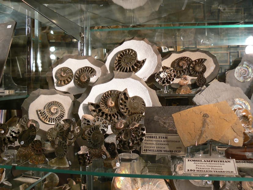Fossil Amonites, Fish, Amphibian | Amphiperca Multiforis Apa… | Flickr