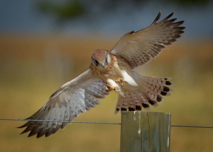 Nankeen Kestrel, locked on for landing | Nankeen Kestrel, Fa… | Flickr