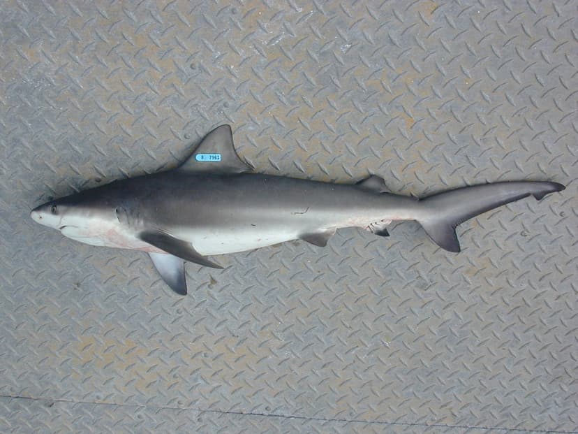 Bull Shark* | Bull Shark (Carcharhinus leucas) - One of the … | Flickr