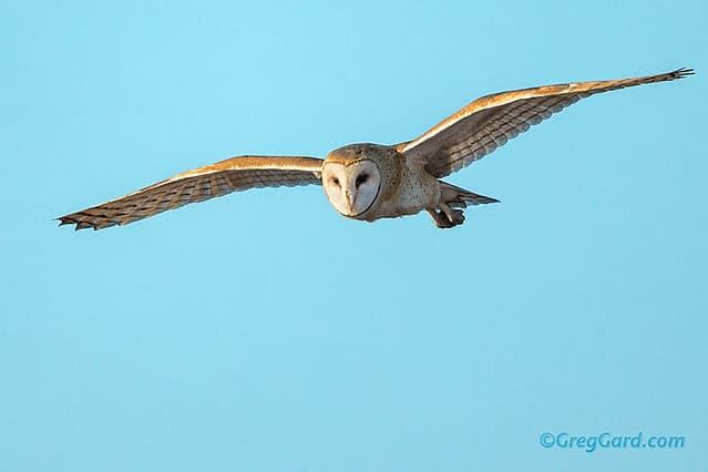 Barn Owl in-flight | Barn Owl - Tyto alba - flying by and sh… | Flickr
