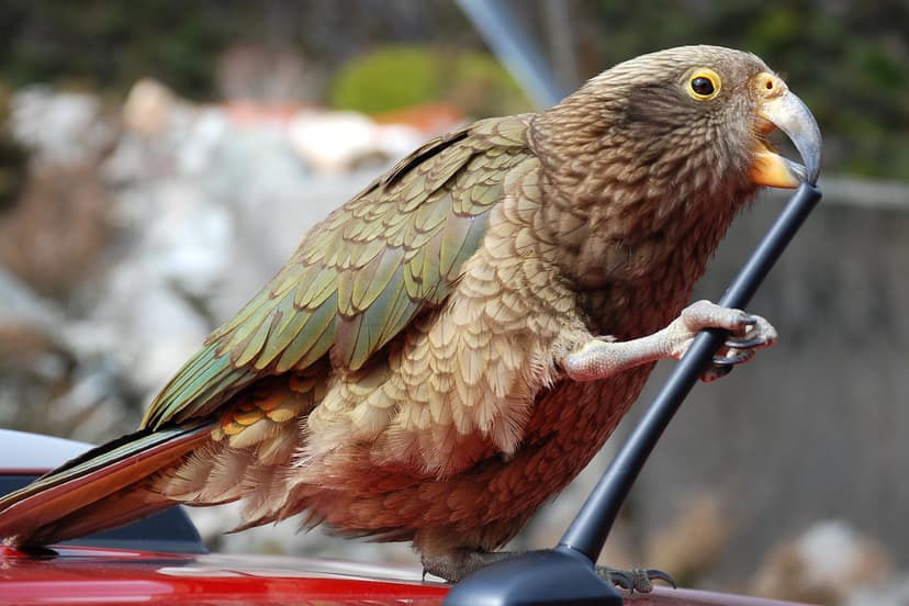 Kea | The Kea is a large species of parrot found in forested… | Flickr