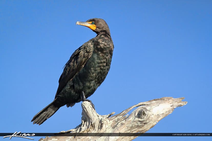 Cormorant Phalacrocoracidae Perched on Cypress | Cormorant p… | Flickr