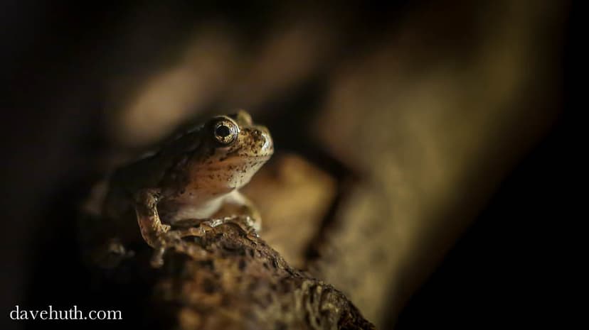 Gray treefrog (Hyla versicolor) - juvenile, several weeks … | Flickr