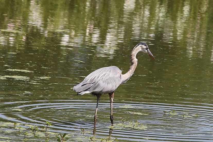 Great Blue Heron (Ardea herodias) | John Heinz National Wild… | Flickr