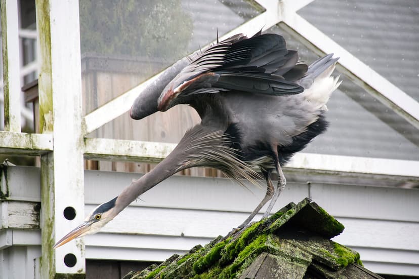 Balancing Heron (_K3_3159) | Ross | Flickr