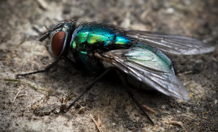 Diptera | True flies are insects of the order Diptera, the n… | Flickr