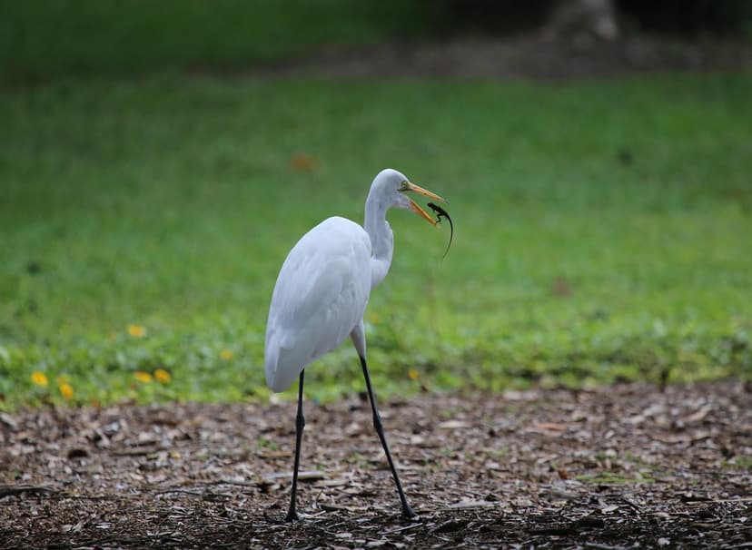 GREAT EGRET #2 | field marks-large white heron with a heavy … | Flickr
