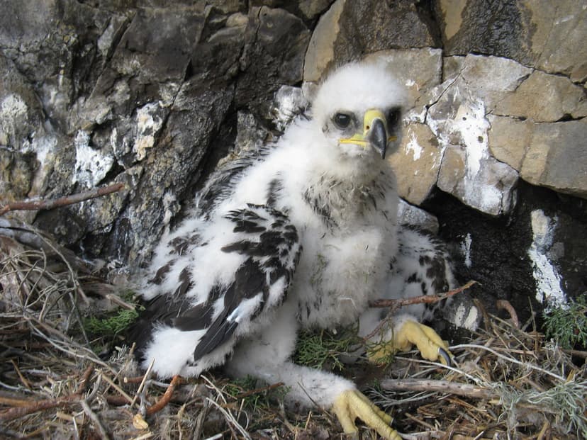 Golden eagle chick | Golden eagle The whitish down on the ch… | Flickr