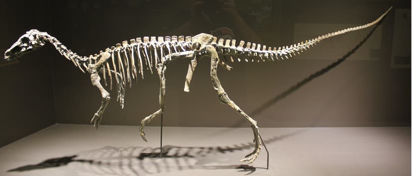 Eoraptor Skeleton | One display reads: Eoraptor skeleton Arg… | Flickr
