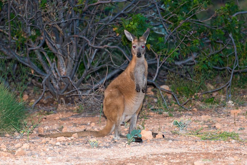 Common or Hill Wallaroo, also known as a Euro (Macropus ro… | Flickr