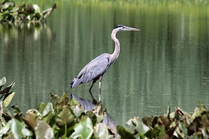 Great Blue Heron (Ardea herodias) | John Heinz National Wild… | Flickr