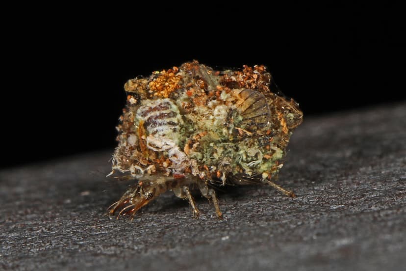 Lacewing larva, Fern Forest Nature Center, Coconut Creek, … | Flickr