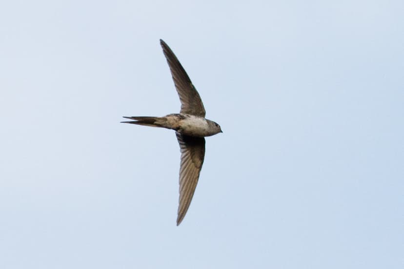 Fork-tailed Palm-swift 121123 Tachornis squamata | We saw th… | Flickr