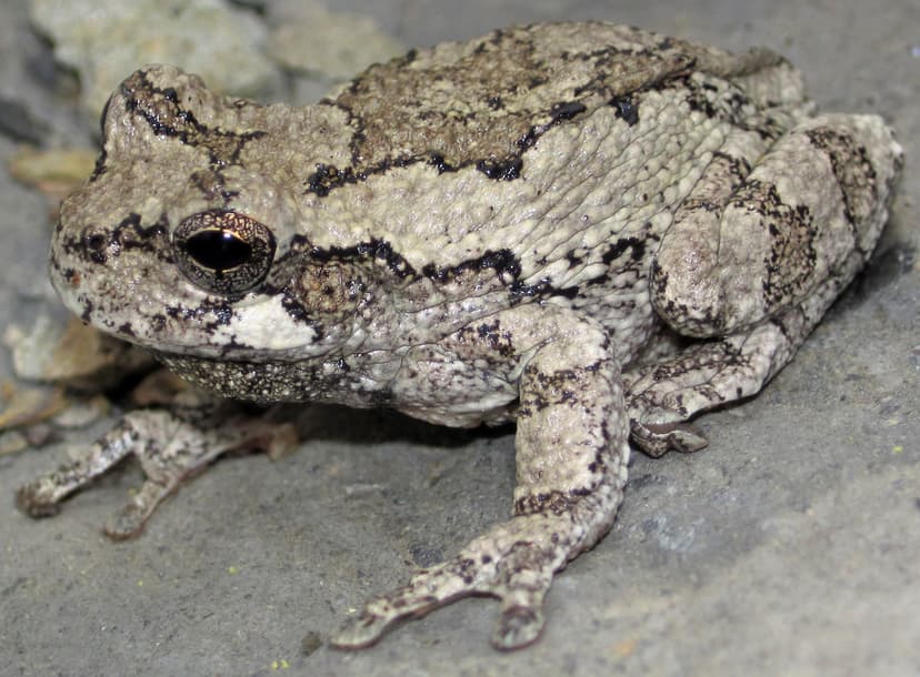 Hyla versicolor (common gray tree frog) (Rock Cut, Musking… | Flickr